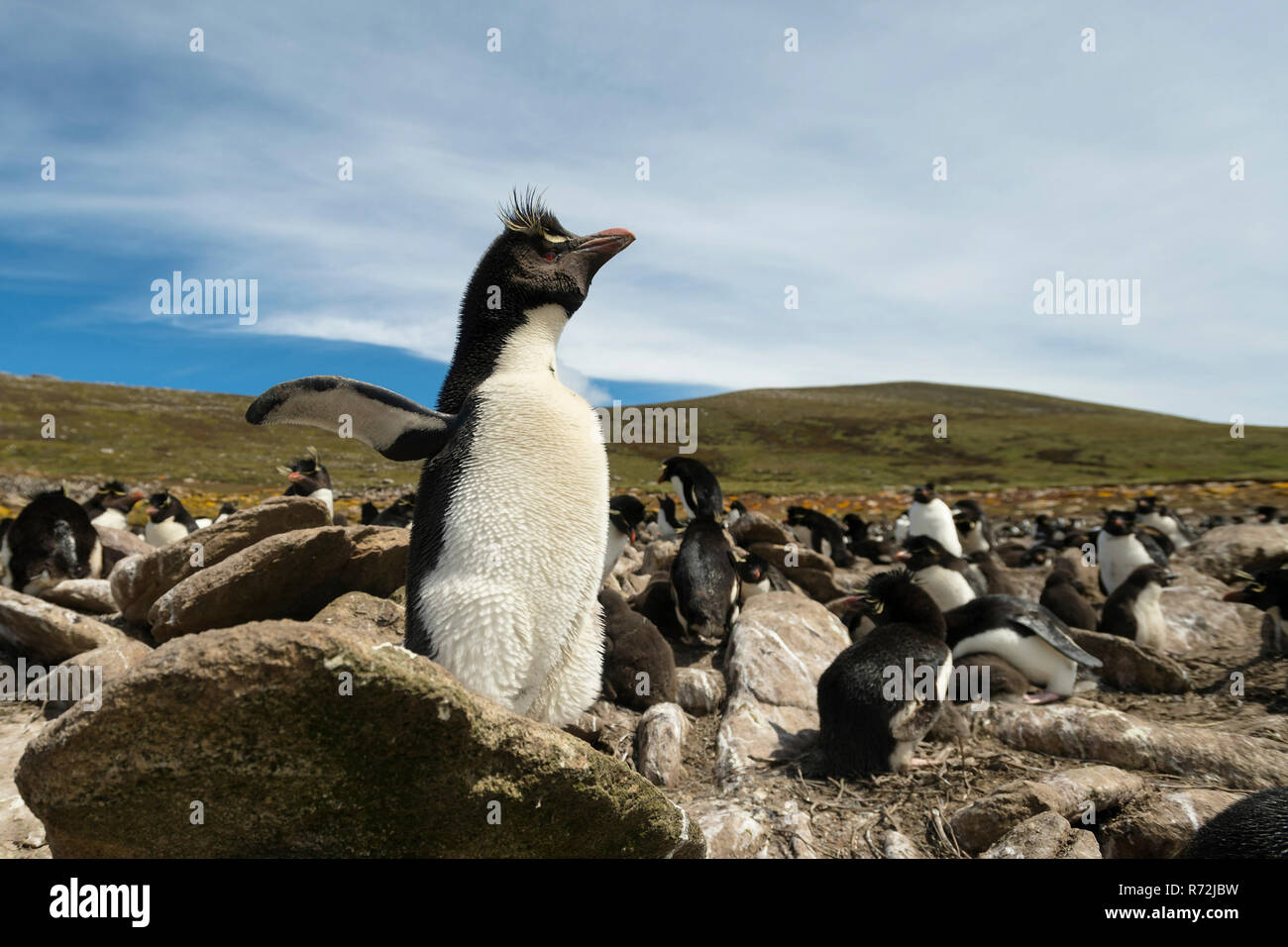 Pebble Island, Îles Falkland, Royaume-Uni, le sud de gorfous sauteurs, colonie (Eudyptes chrysocome), Banque D'Images
