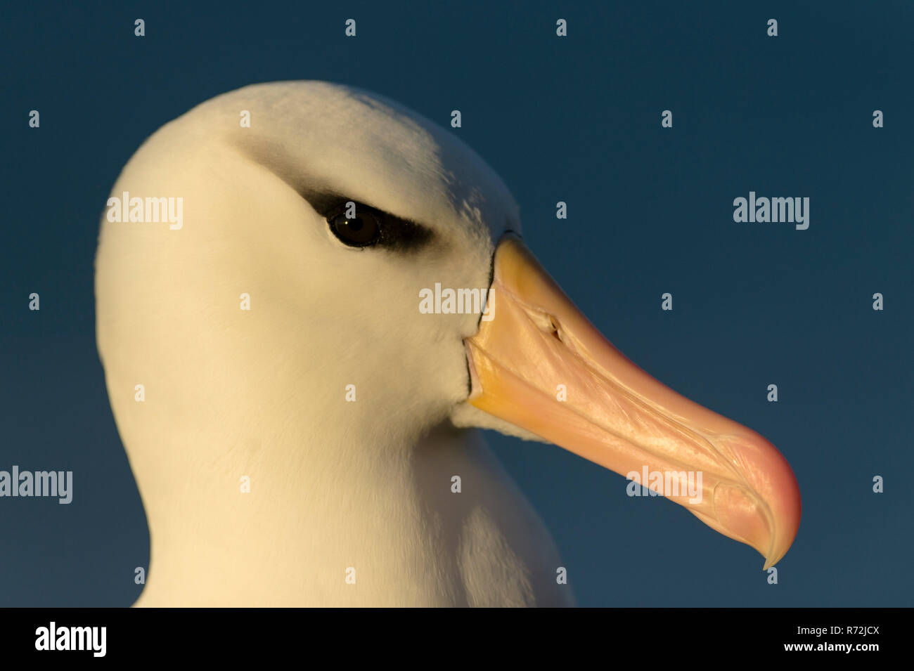 L'Île Saunders, Îles Falkland, Royaume-Uni, Amérique du Sud, l'albatros à sourcils noirs (Thalassarche melanophris), Banque D'Images