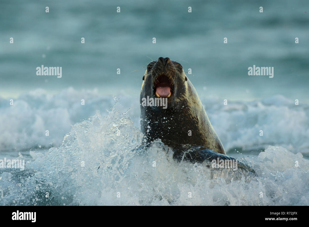 L'Île Sealion, Îles Falkland, Royaume-Uni, Amérique du Sud, de lions de mer (Otaria flavescens) Banque D'Images