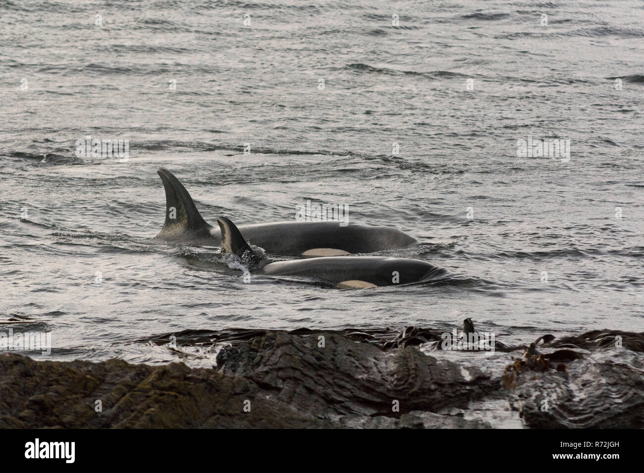 L'Île Sealion, Îles Falkland, Royaume-Uni, l'orque, baleines, (Orcinus orca) Banque D'Images