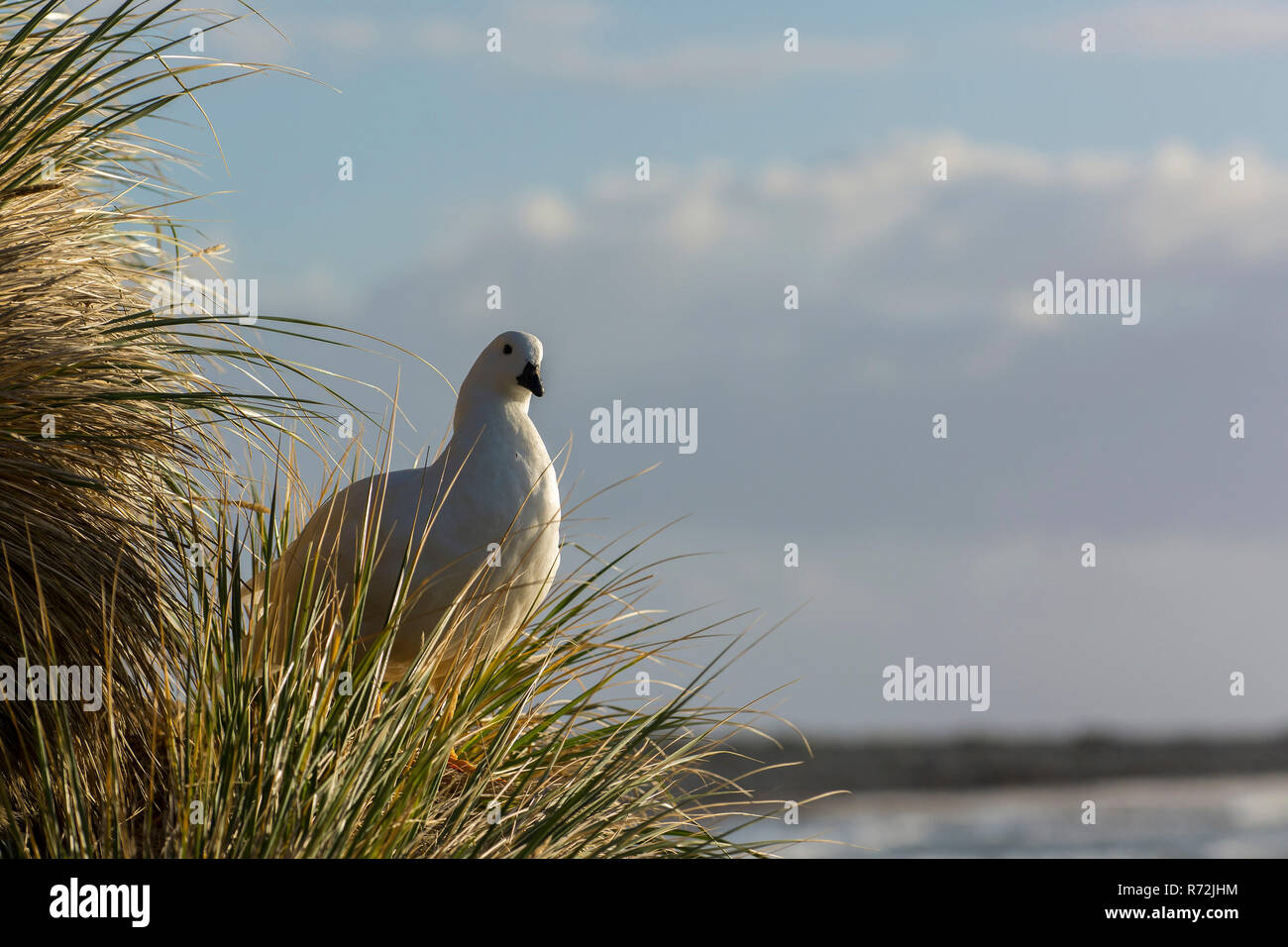 L'Île Sealion, Îles Falkland, Royaume-Uni, varech Goose, homme, dans l'herbe, de buttes (Chloephaga hybrida) Banque D'Images