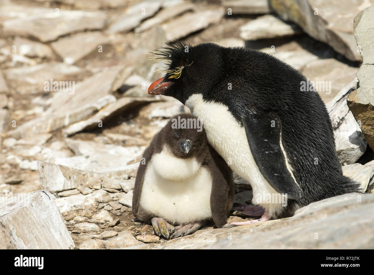 L'Île Sealion, Îles Falkland, Royaume-Uni, le sud de Rockhopper Penguin avec chick, (Eudyptes chrysocome) Banque D'Images