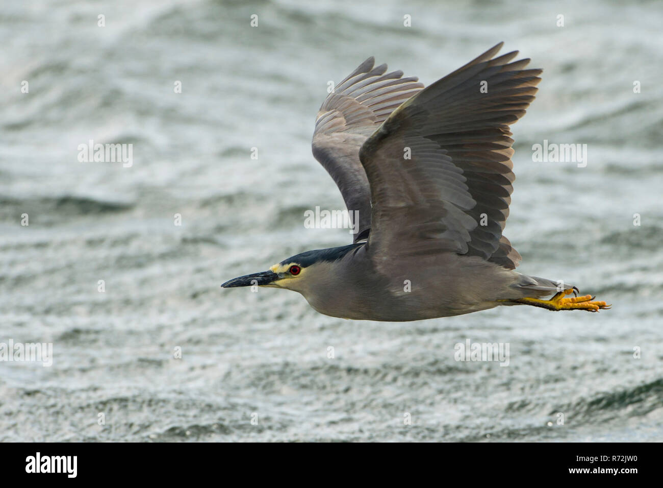 Pebble Island, Îles Falkland, Royaume-Uni, bihoreau gris (Nycticorax nycticorax) Banque D'Images
