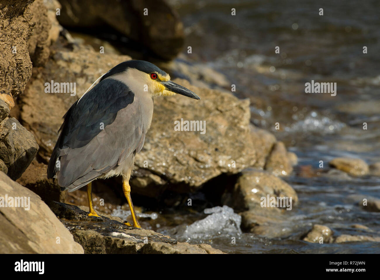 Pebble Island, Îles Falkland, Royaume-Uni, bihoreau gris (Nycticorax nycticorax) Banque D'Images