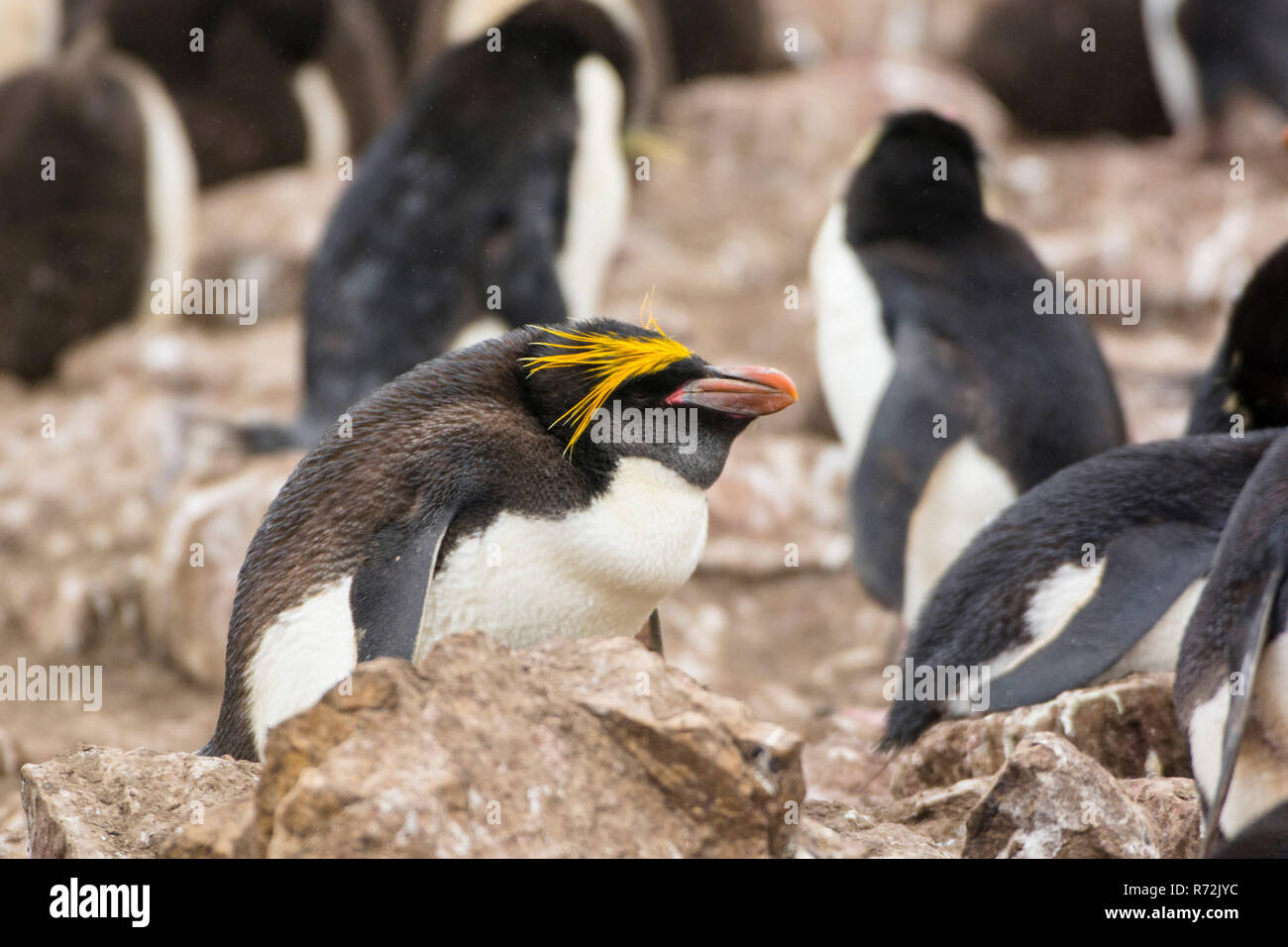 L'Île Saunders, Îles Falkland, Royaume-Uni, Macaroni penguin, (Eudyptes chrysolophus) Banque D'Images
