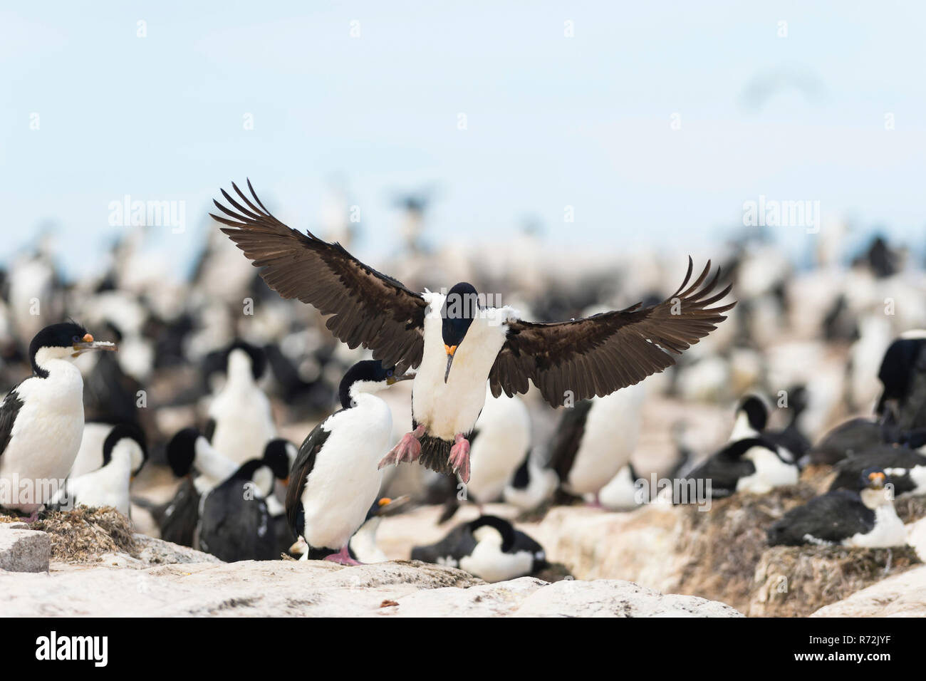 L'Île Sealion, Îles Falkland, Royaume-Uni, Roi Cormorant, Phalacrocorax (albiventer) Banque D'Images