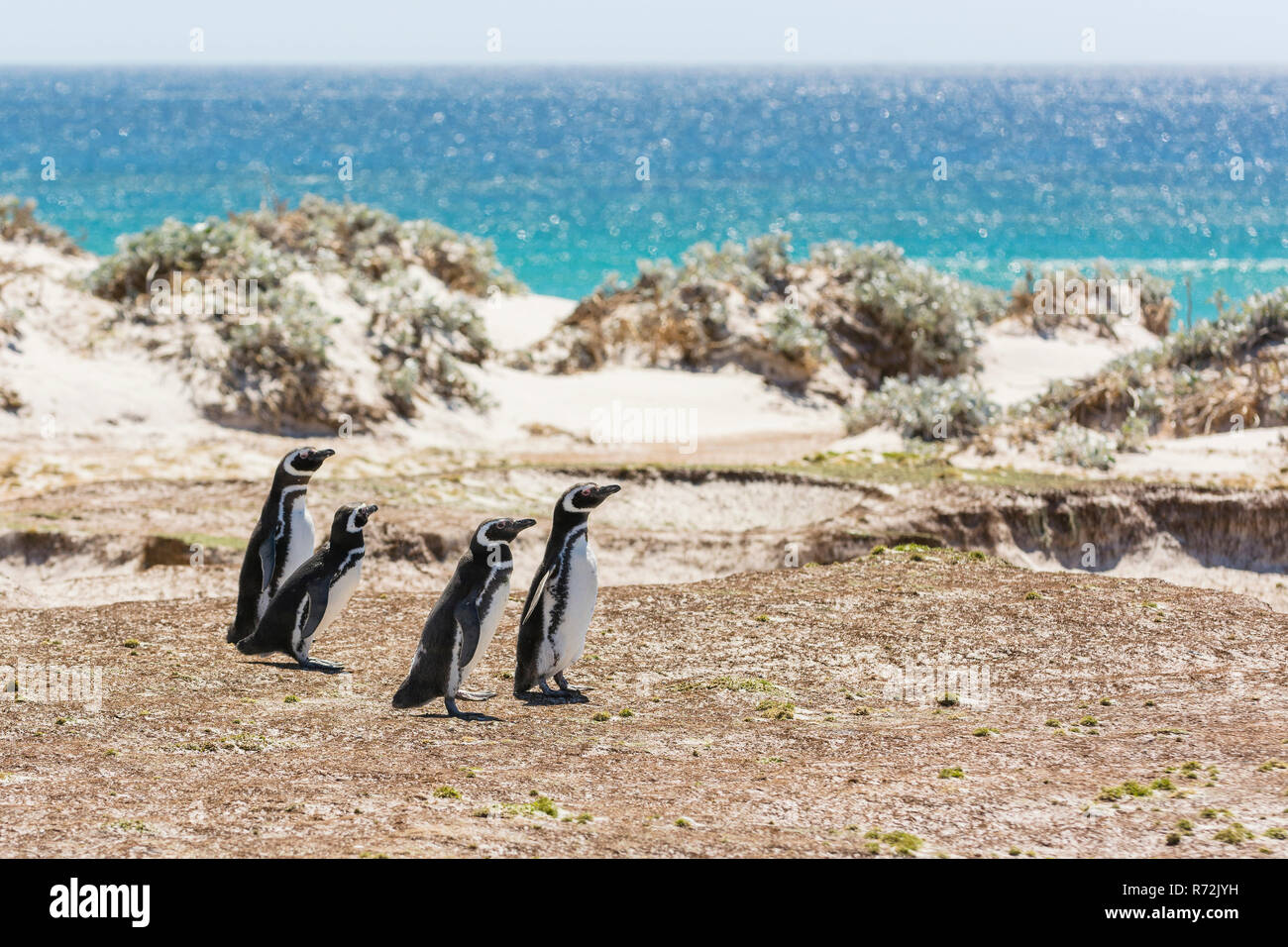 Point volontaires, Îles Falkland, Royaume-Uni, Magelannic pingouin, (Spheniscus magellanicus) Banque D'Images