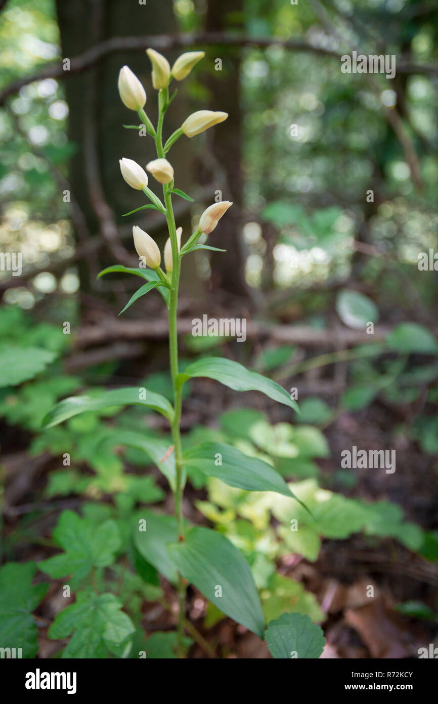 White helleborine, région Hohenlohe, Bade-Wurtemberg, Allemagne, Heilbronn-Franconia, (Cephalanthera damasonium) Banque D'Images