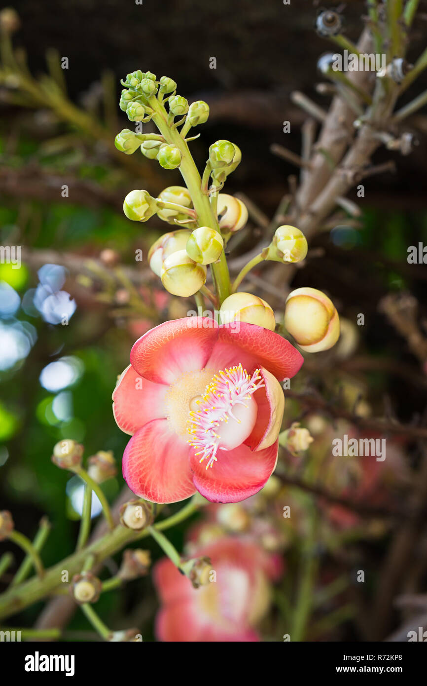 Cannonball (Couroupita guianensis) fleur sur l'arbre Banque D'Images