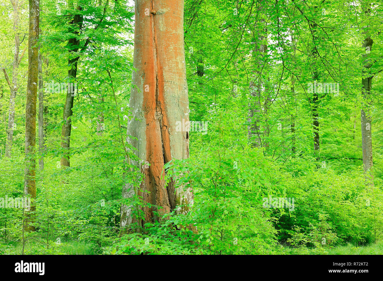 Beech tree, parc naturel du Danube supérieur, l'Allemagne (Fagaceae, Fagus) Banque D'Images