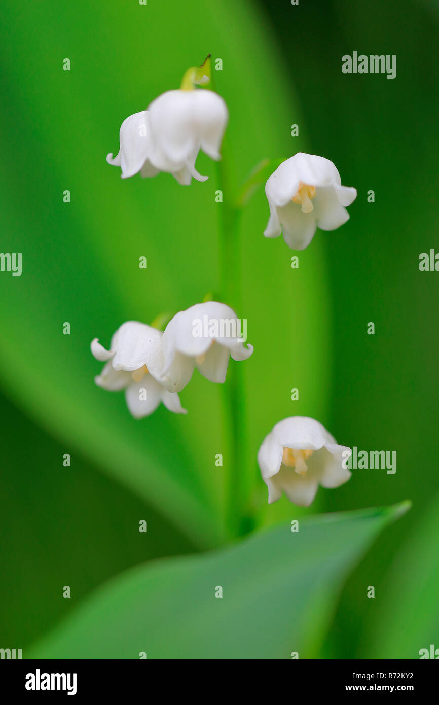 Le muguet, Irndorfer hardt, Allemagne (Convallaria majalis) Banque D'Images