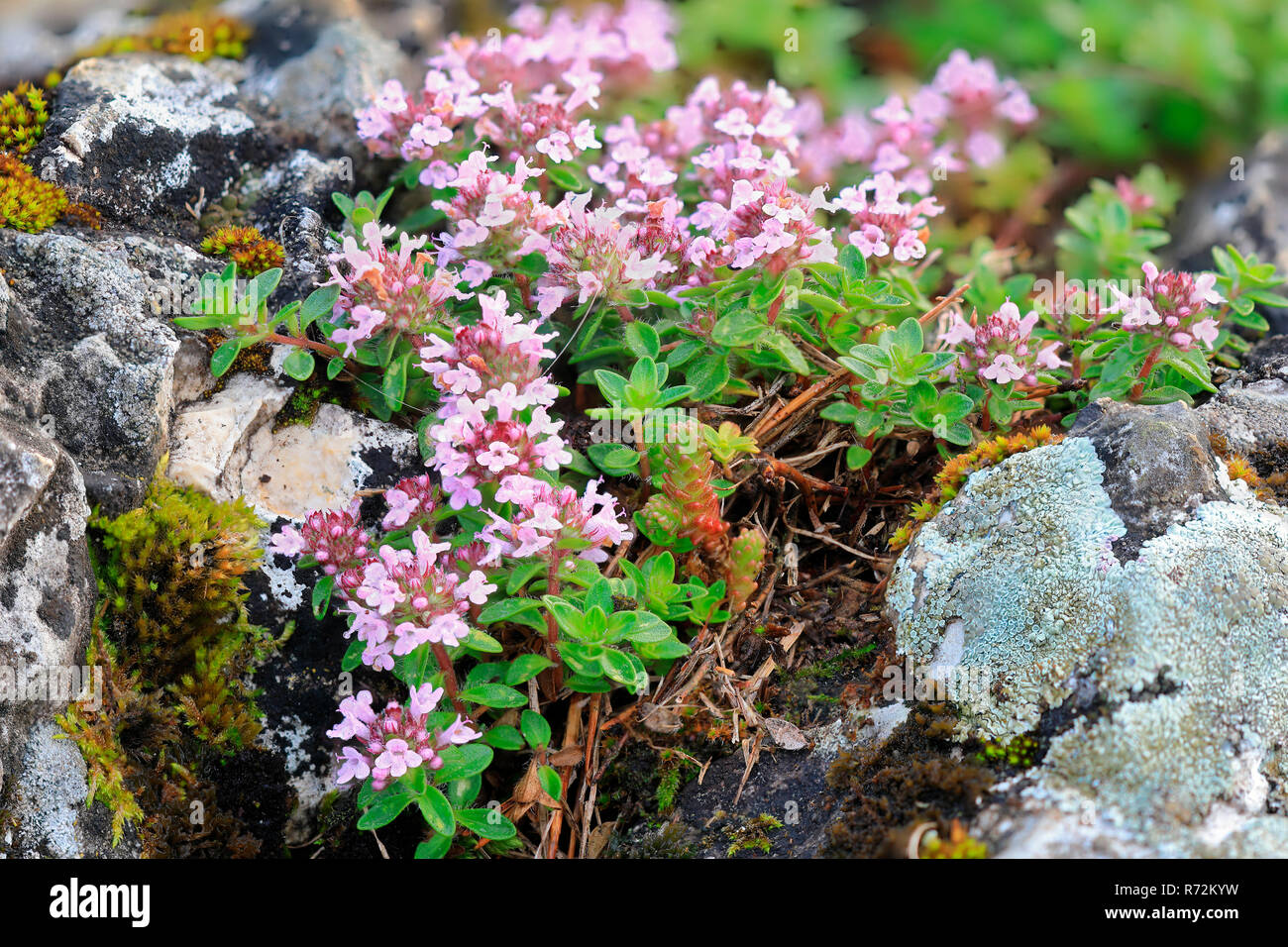 Thym à feuilles larges, Stiegelesfelsen, Allemagne (Thymus pulegioides) Banque D'Images