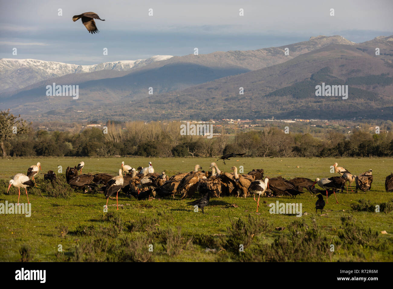 Le vautour fauve, l'Espagne, (Gyps fulvus) Banque D'Images