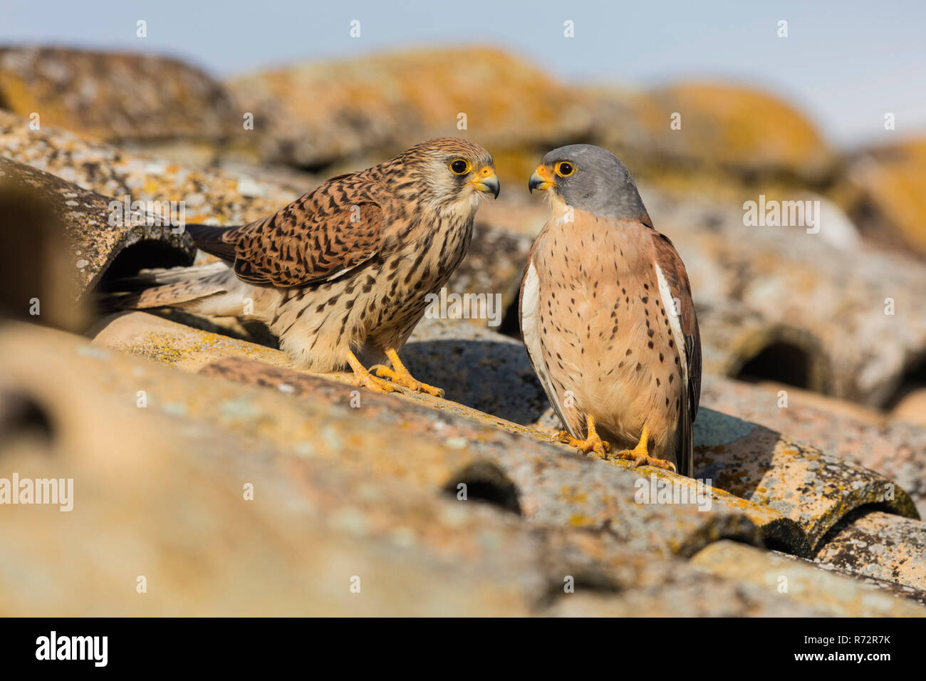 Faucon crécerellette, Espagne, (Falco naumanni) Banque D'Images