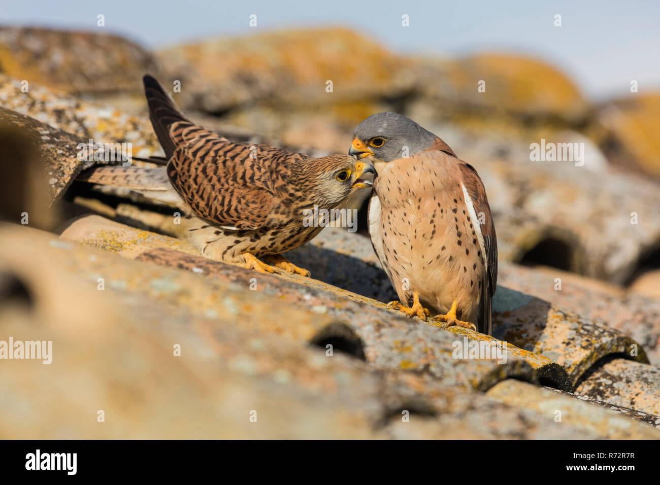 Faucon crécerellette, Espagne, (Falco naumanni) Banque D'Images