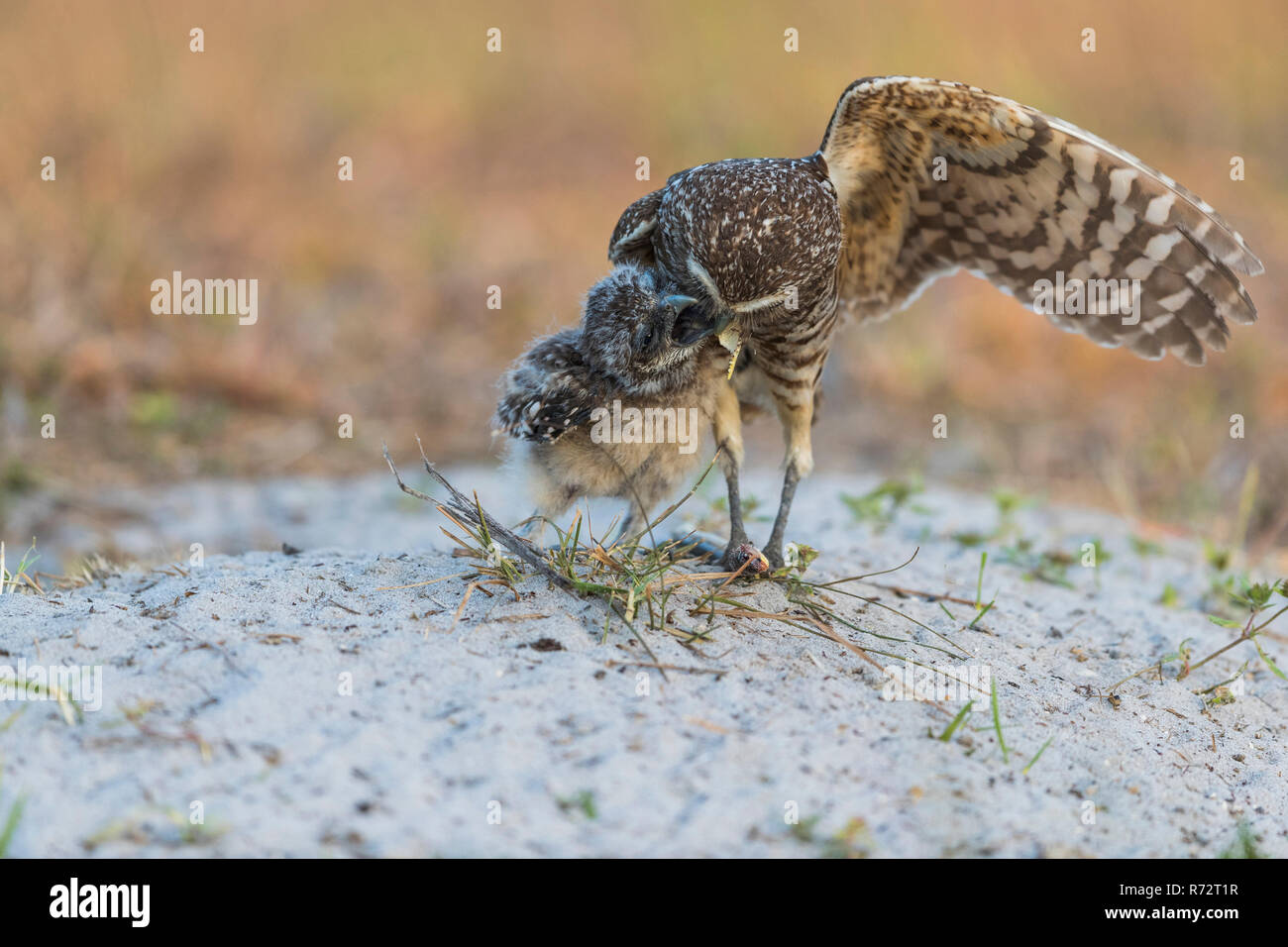 Chevêche des terriers avec snake, Floride, (Athene cunicularia) Banque D'Images