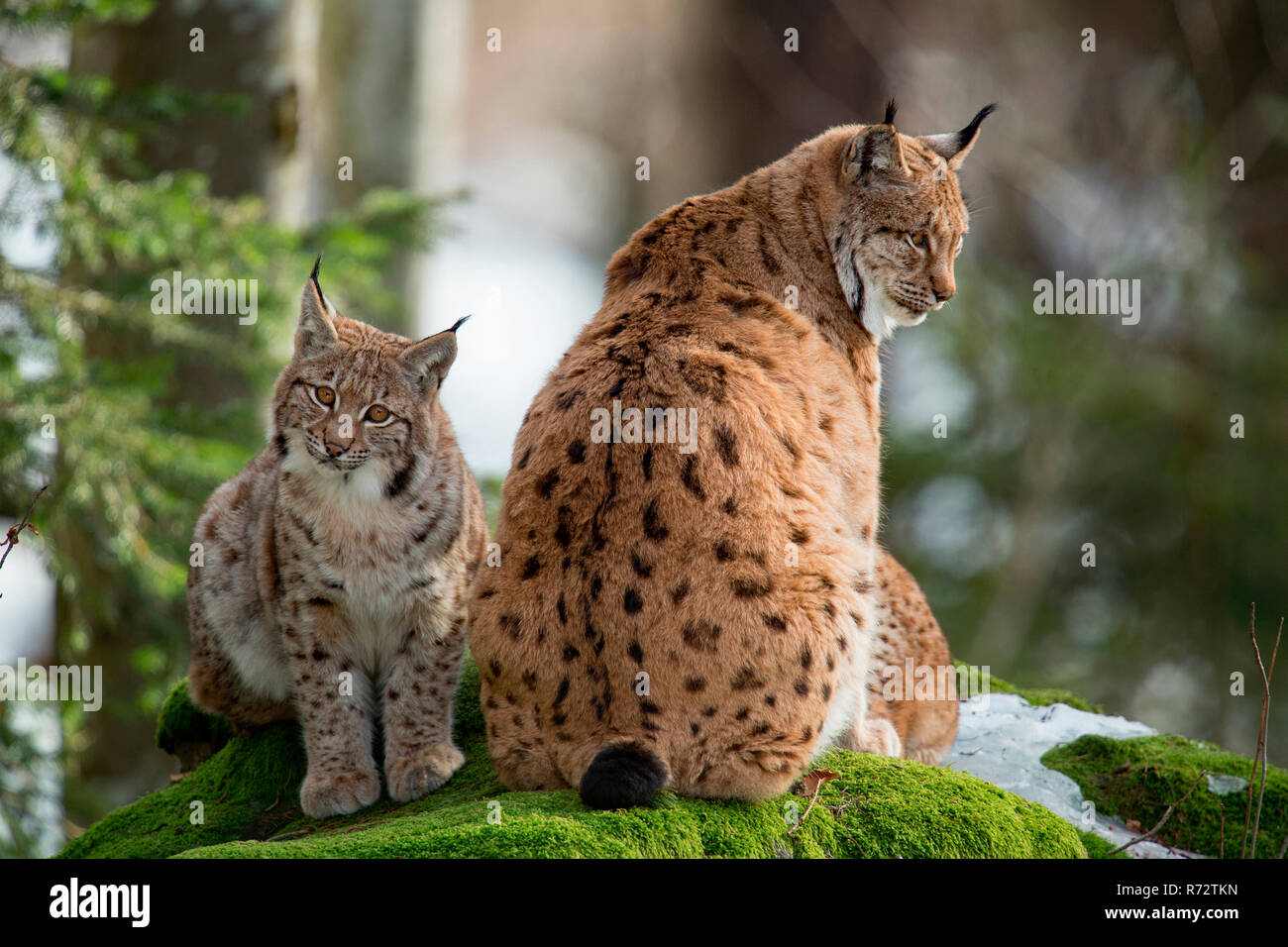 Lynx eurasien avec cub, (Lynx lynx) Banque D'Images