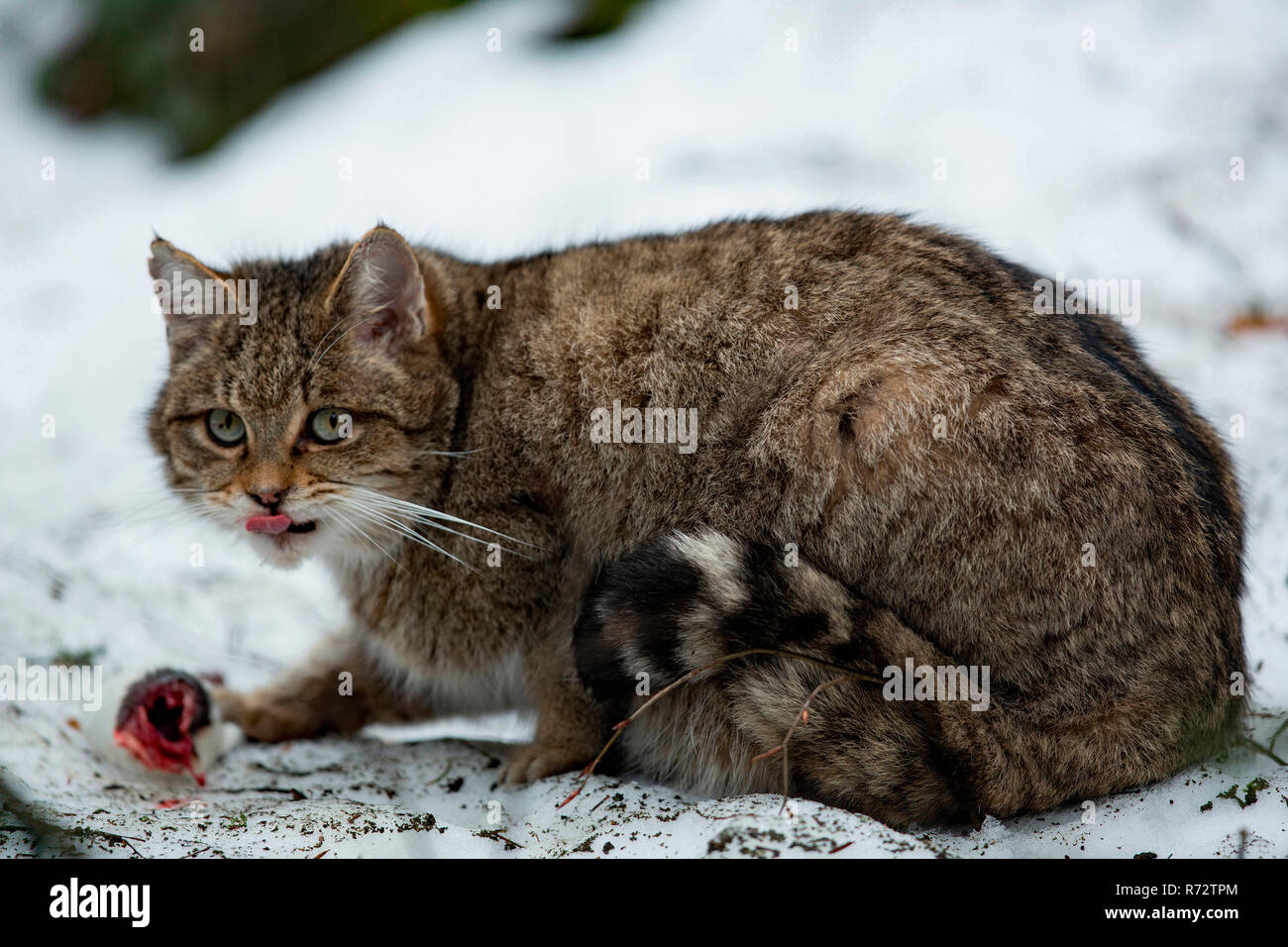 Chat Sauvage Européen (Felis silvestris silvestris) Banque D'Images