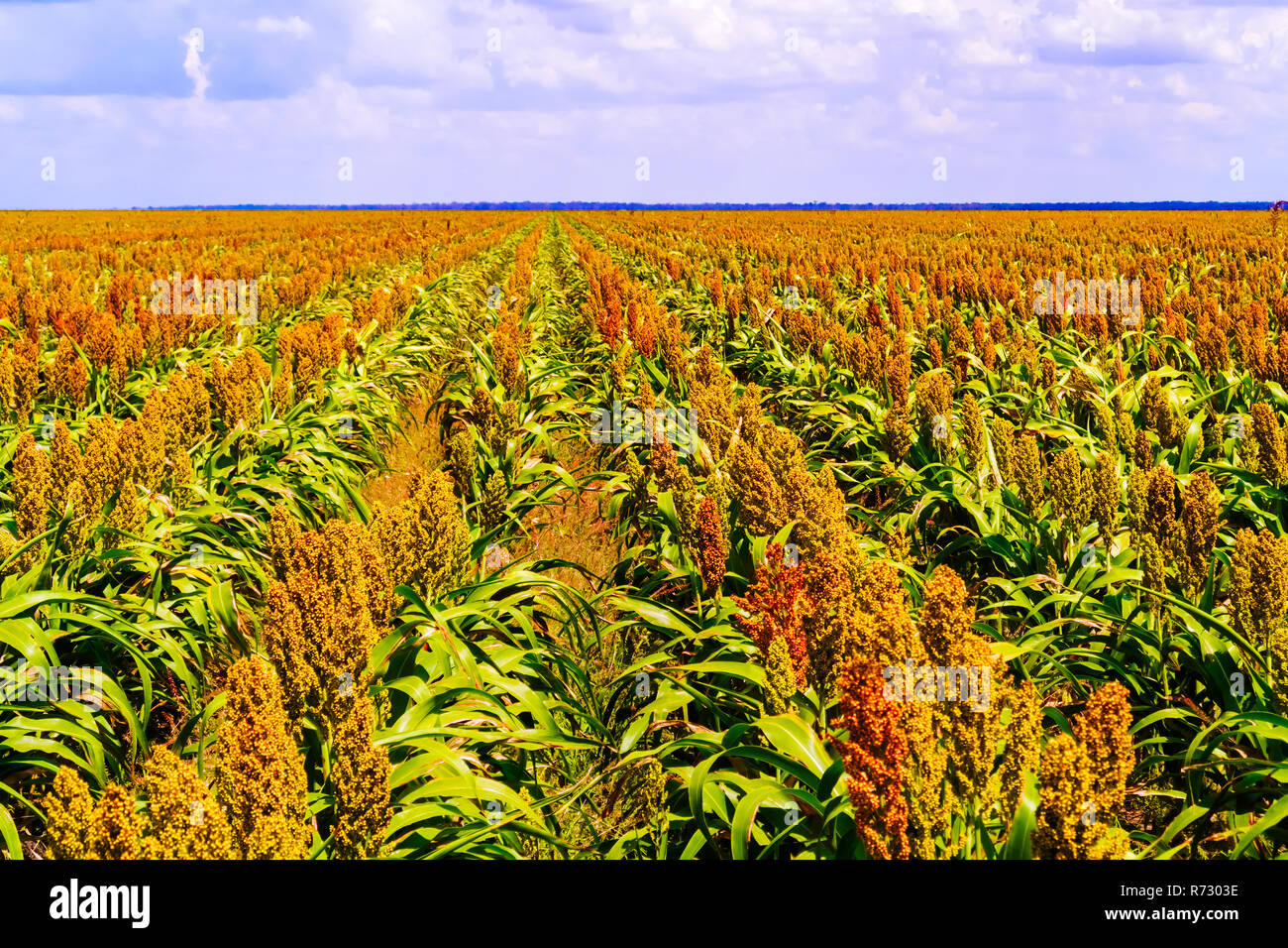 Le sorgho, le nom commun pour le maïs-comme les herbes indigènes de l'Afrique et l'Asie, où ils ont cultivé depuis l'antiquité. Les champs de plants de sorgho Banque D'Images