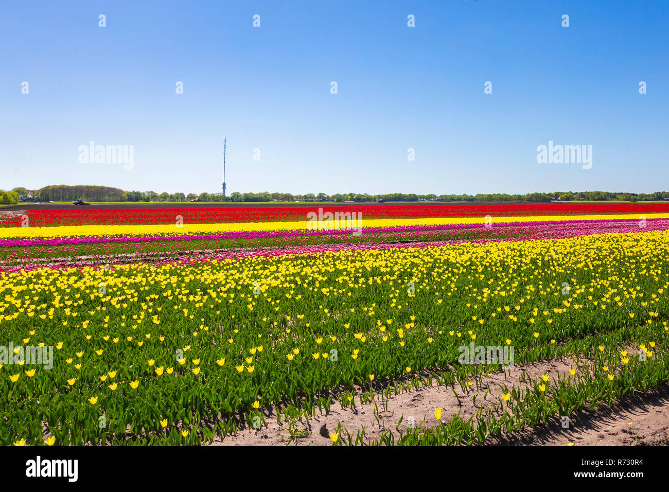 Multi colored Dutch tulipes fleurs champ avec un ciel bleu durant la saison du printemps dans la région de Drenthe, Pays-Bas Banque D'Images