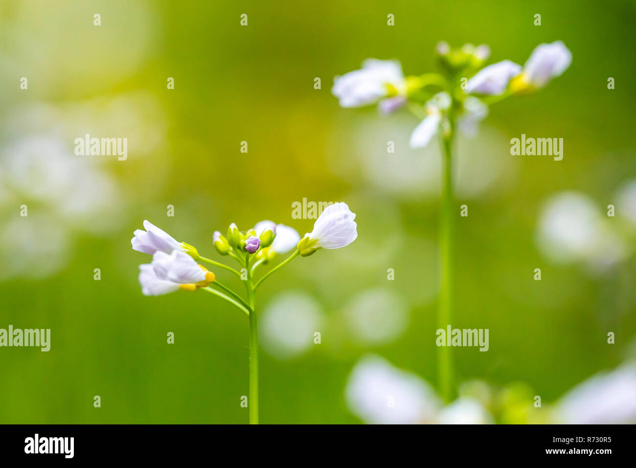 Cuckooflower, Cardamine pratensis, dans un pré en fleurs au printemps. Création abstraite à l'aide de focus sélectif. Cette plante est une plante-hôte pour l'ora Banque D'Images