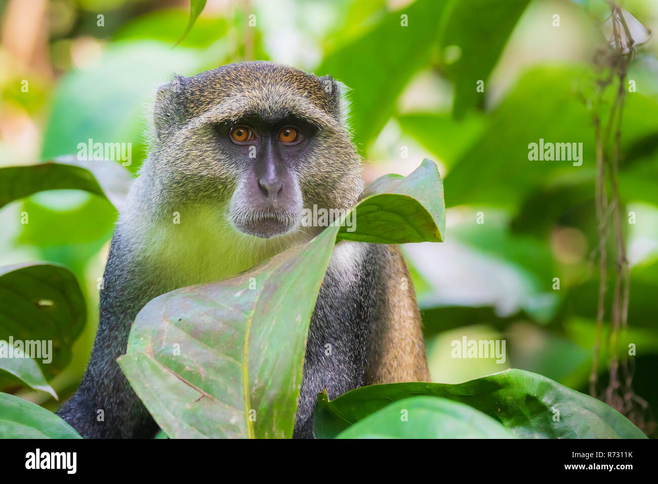 Bleu sauvage ou singe Cercopithecus mitis diademed nourriture primate et déménagement dans un bambou habitat jungle montagnarde d'evergreen. La forêt de Jozani, Zanzibar, Ta Banque D'Images