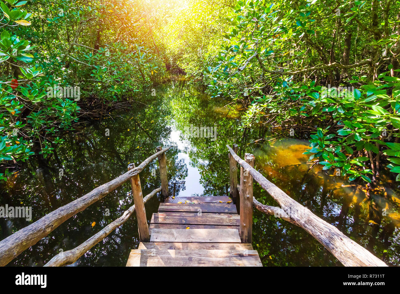 Forêt de mangrove sur une journée ensoleillée au parc national de Jozani et de la baie Chwaka, Zanzibar, Tanzanie Banque D'Images