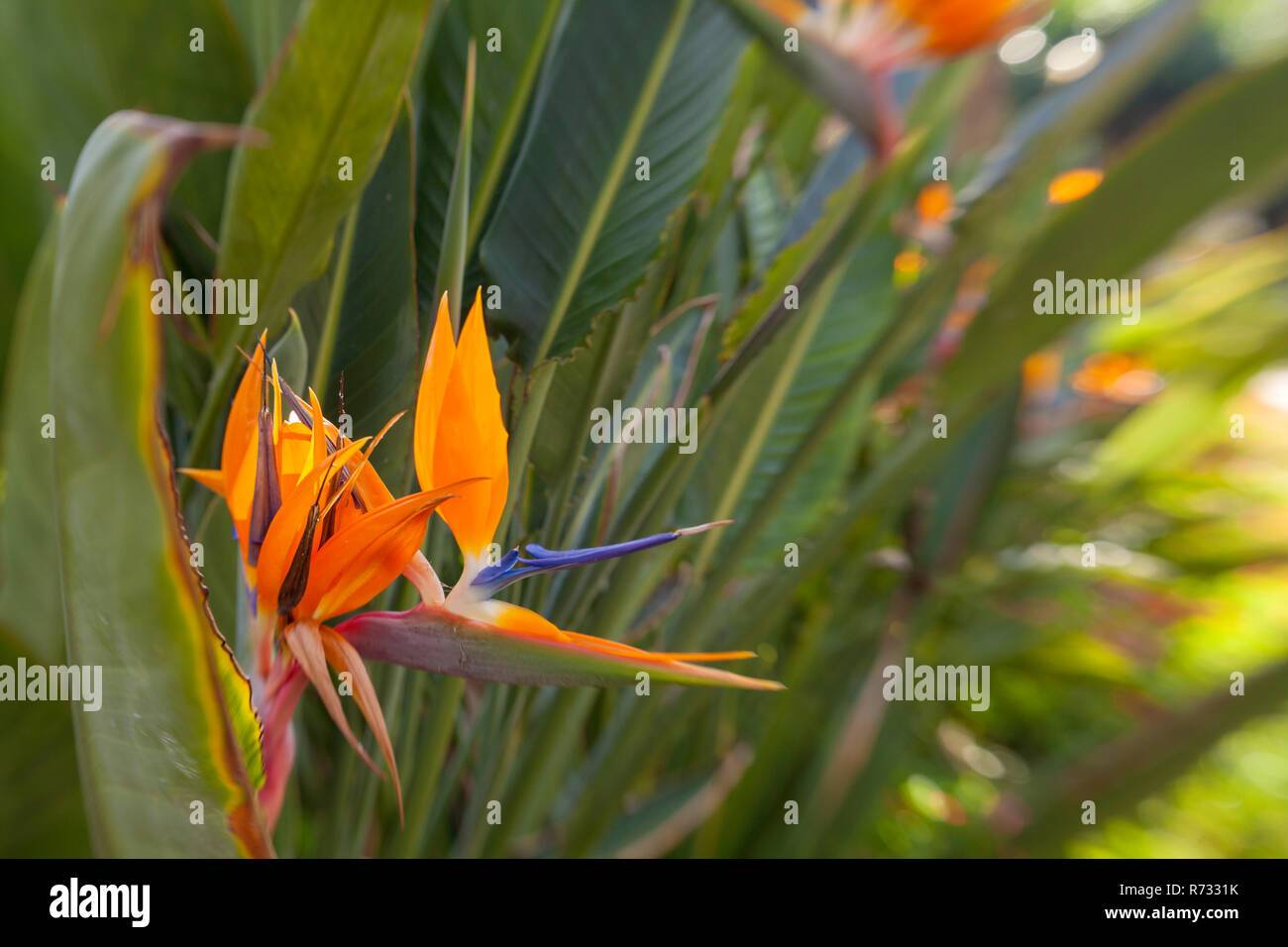 Floral background à la mouche, en effet à huis clos - Strelitzia reginae fleur, oiseau de paradis Banque D'Images
