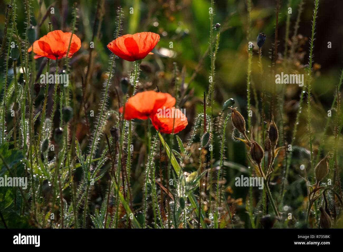 Fleurs de pavot rouge. La floraison des fleurs de pavot. Fleurs de pavot rouge sur une herbe verte. Jardin avec fleurs de pavot. Fleurs champ. Nature fleur. Fleurs en moi Banque D'Images