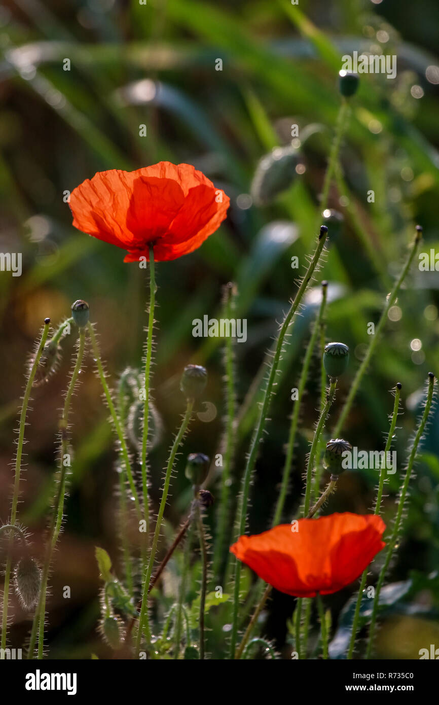 Fleurs de pavot rouge. La floraison des fleurs de pavot. Fleurs de pavot rouge sur une herbe verte. Jardin avec fleurs de pavot. Fleurs champ. Nature fleur. Fleurs en moi Banque D'Images