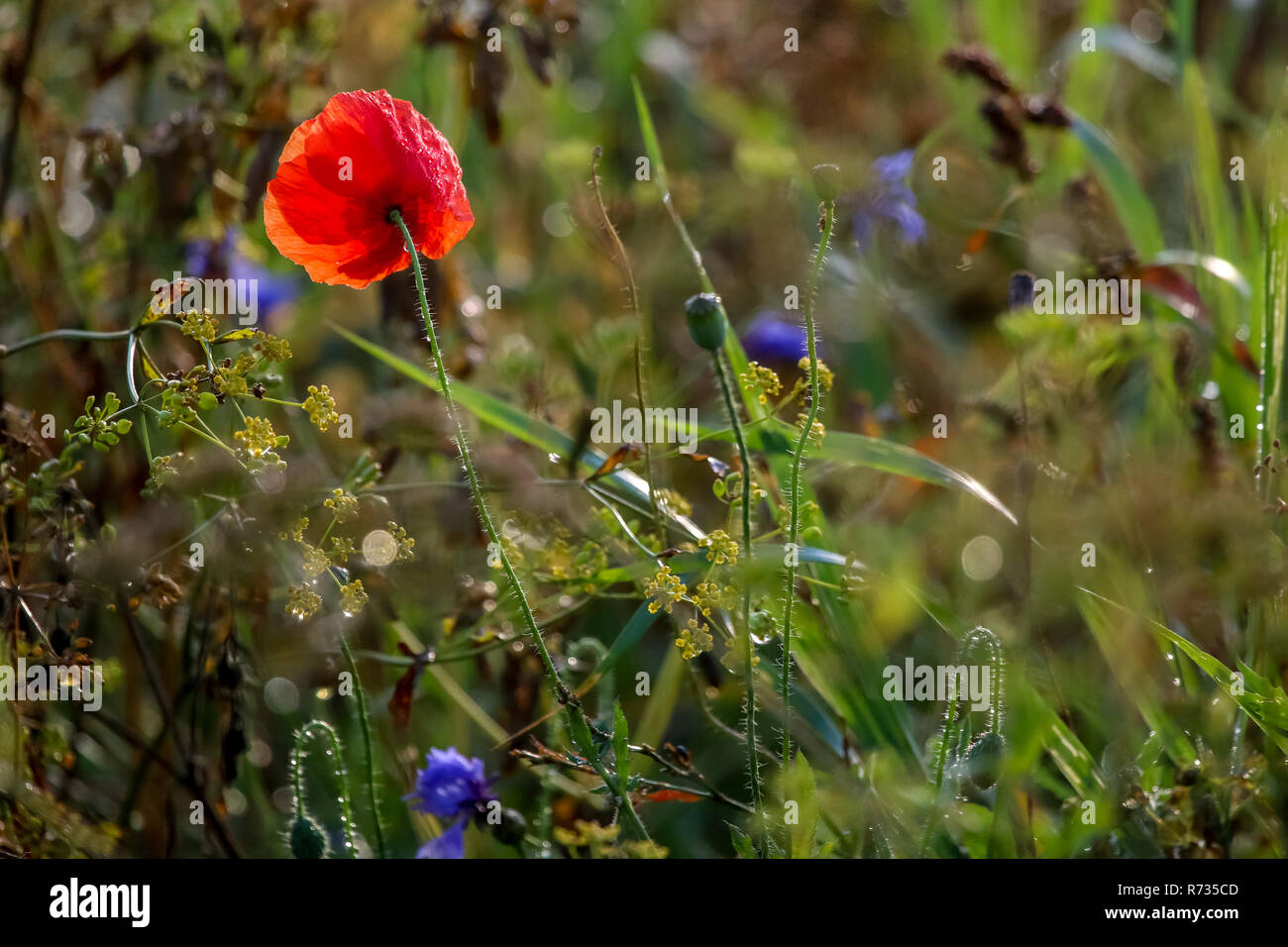 Fleurs de pavot rouge. Fleur de pavot en fleurs. Rouge coquelicot sur une herbe verte. Jardin avec fleurs de pavot. Fleurs champ. Nature fleur. Des fleurs à mead Banque D'Images