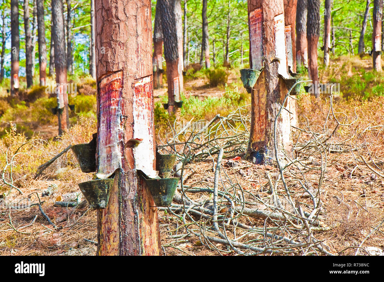 Extraction de la résine de pin sur le tronc des arbres - (Europe - Portugal). La résine est utilisée à diverses fins : pour le tannage des peaux ; pour le pro Banque D'Images