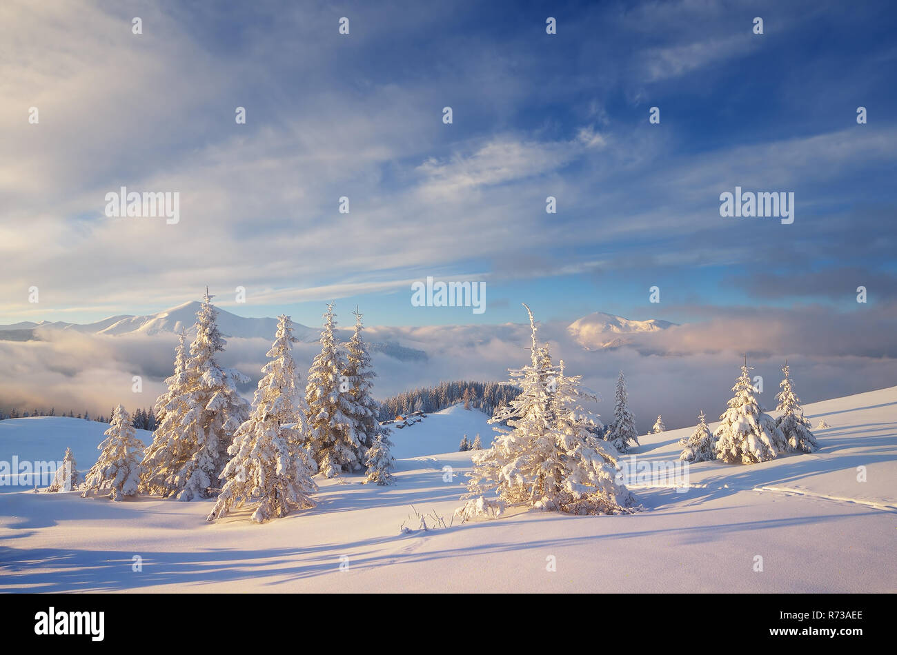 Noël fabuleux paysage. Sapins sous la neige. Belles montagnes d'hiver Banque D'Images