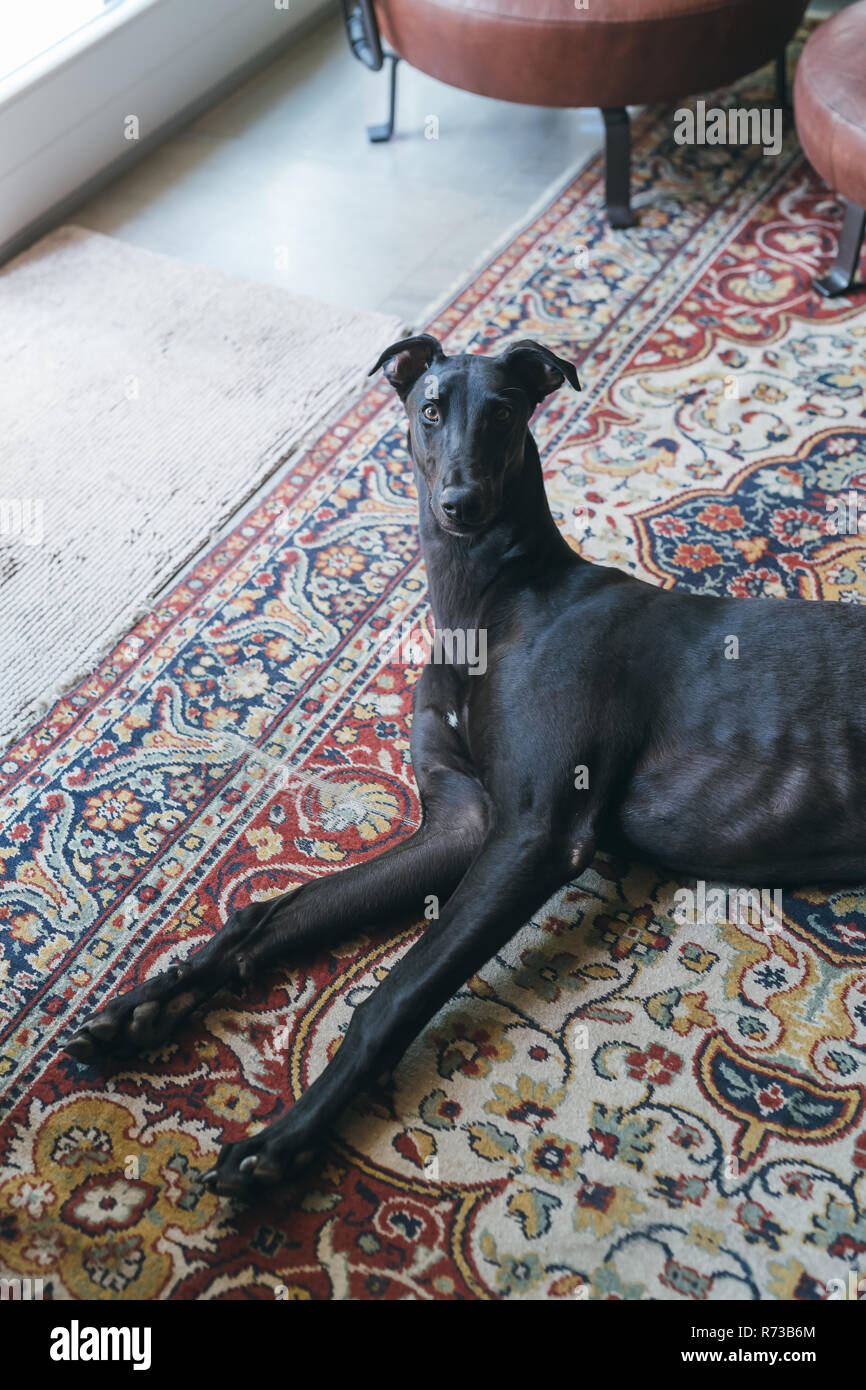 Greyhound couchée sur le tapis Banque D'Images