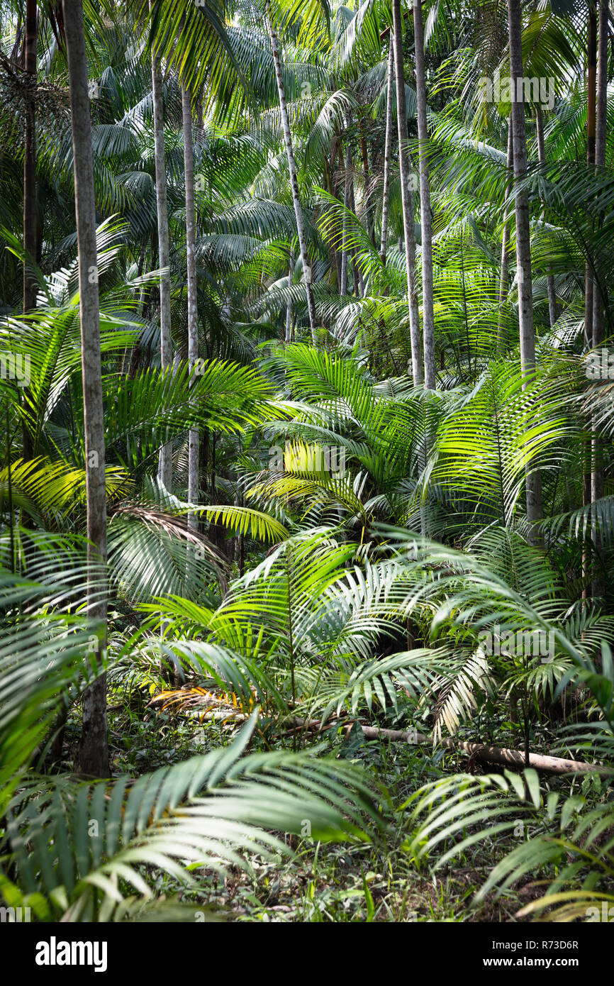 L'Açaï (Euterpe oleracea), Ilha do Combu, Amazon, Belém do Pará, Para, Brésil Banque D'Images