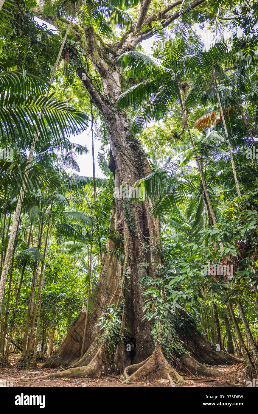 Ceiba pentandra (sumaúma), Ilha do Combu, Amazon, Belém do Pará, Para, Brésil Banque D'Images