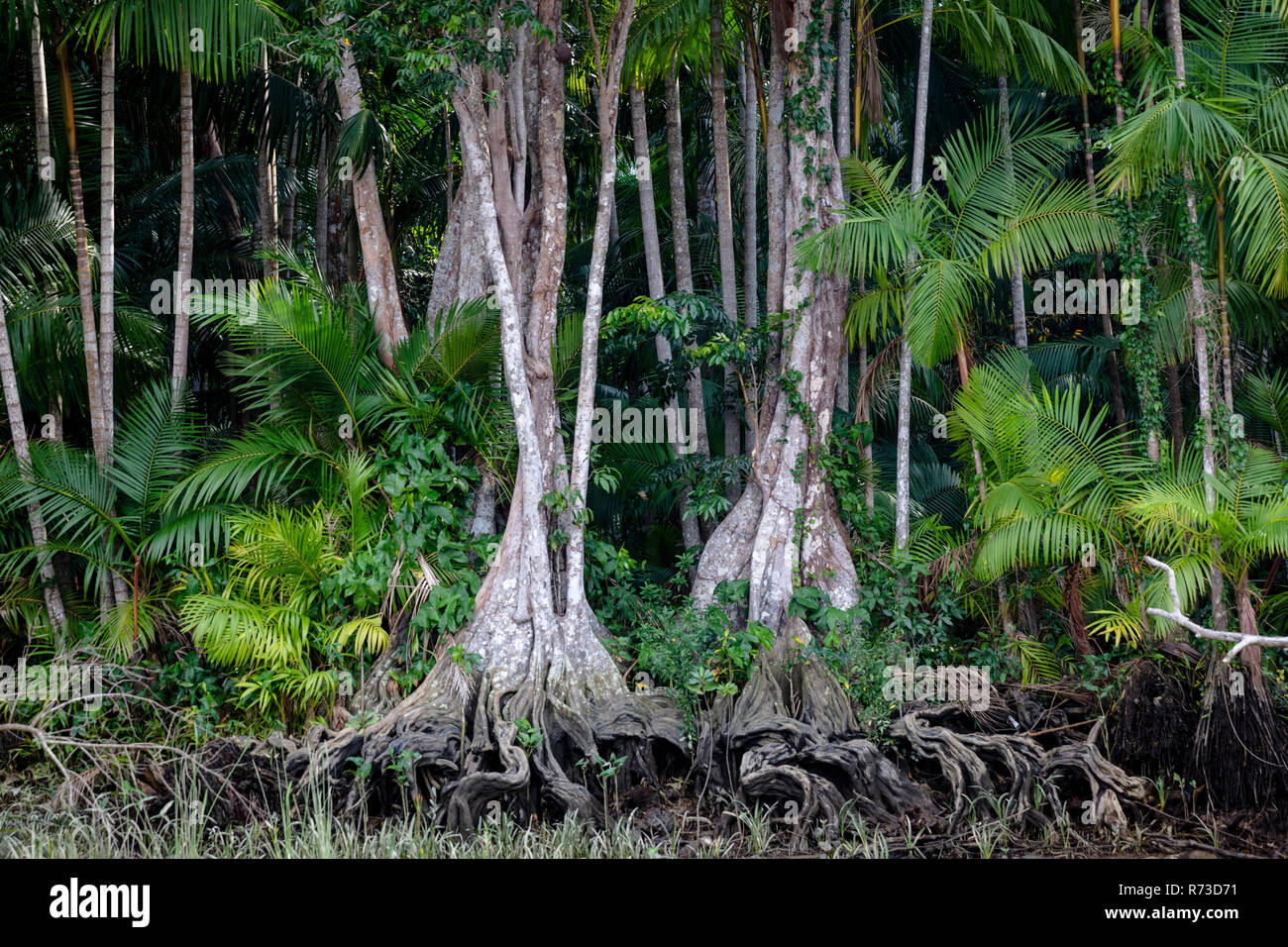 L'Açaï (Euterpe oleracea), Igarapé, Amazon, Belém do Pará, Para, Brésil Banque D'Images