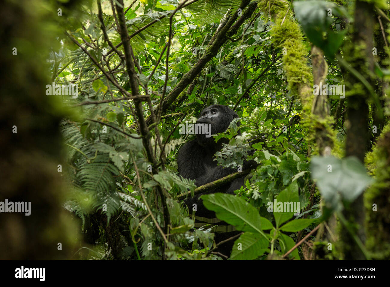 Gorille de montagne (Gorilla beringei beringei), la Forêt impénétrable de Bwindi Bwindi, Ouganda, Montagnes Banque D'Images