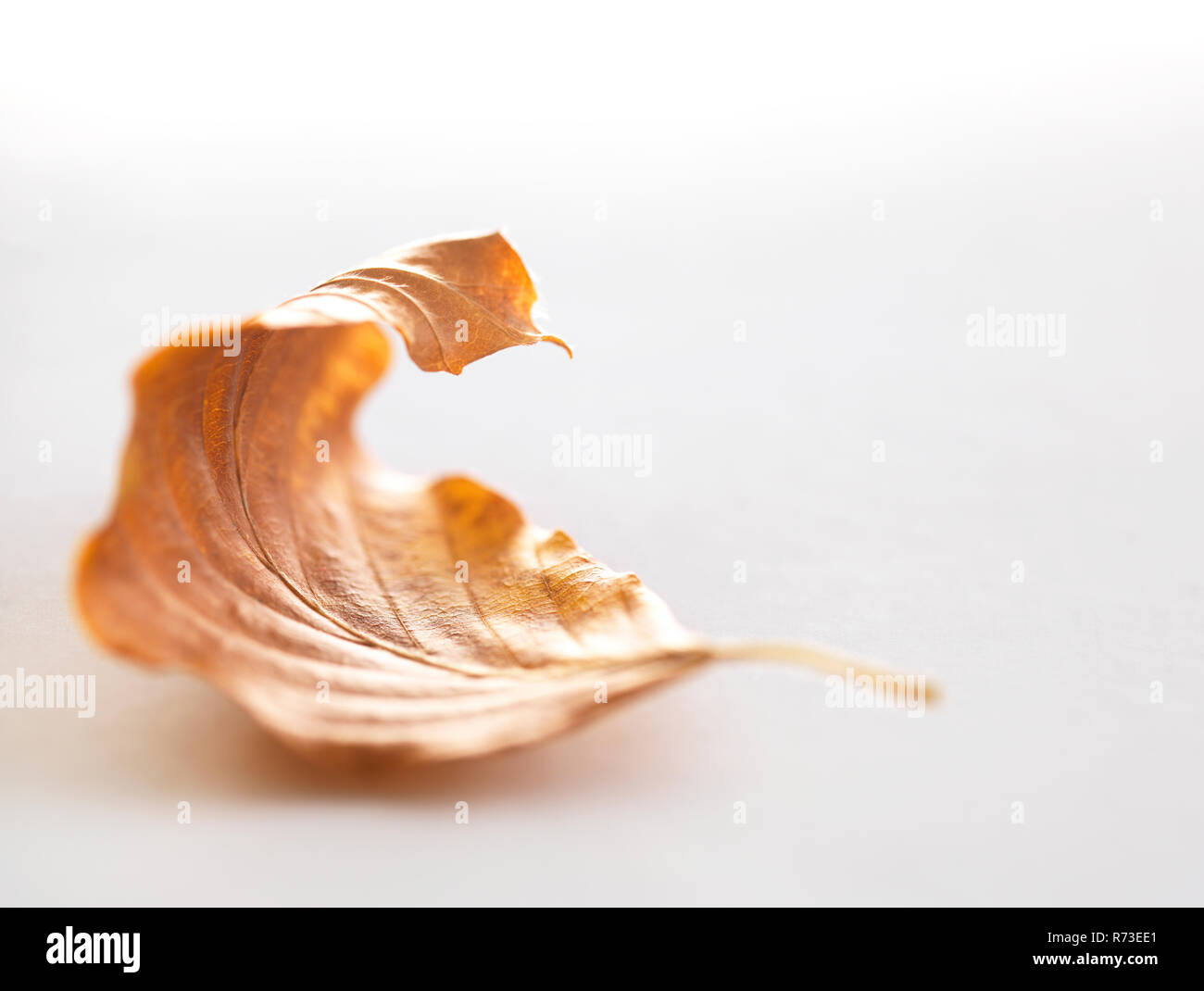 Automne feuilles bouleau Banque D'Images