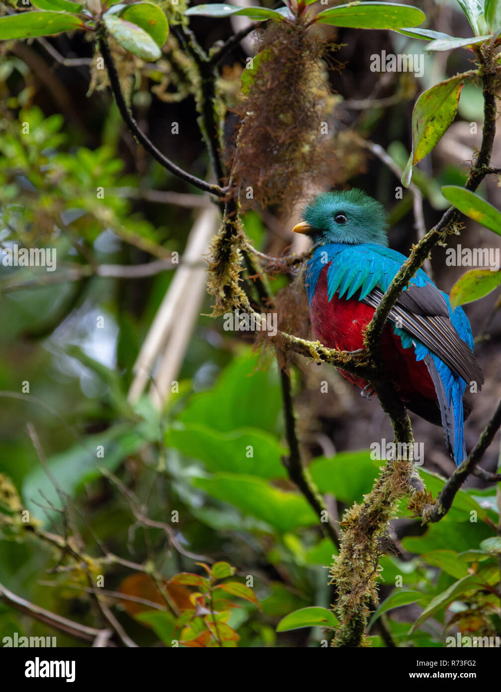 Quetzal resplendissant Pharomachrus mocinno, prises le 18/10/2018, Monteverde, Costa Rica Banque D'Images