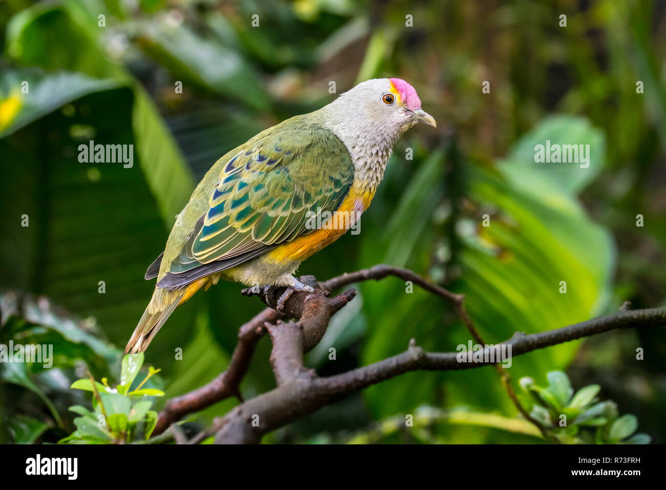 À COURONNE Rose / Rose colombe fruits fruits enneigées dove / les grives (Ptilinopus regina) perché dans l'arbre, originaire de l'Australie et l'Indonésie Banque D'Images