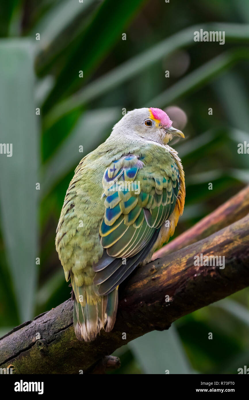 À COURONNE Rose / Rose colombe fruits fruits enneigées dove / les grives (Ptilinopus regina) perché dans l'arbre, originaire de l'Australie et l'Indonésie Banque D'Images