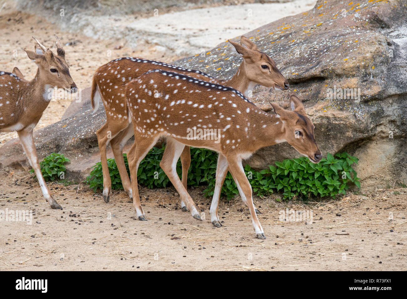 Chital / cheetal / spotted deer / Axis (Axis axis) jeune mâle avec deux femelles, originaire de l'Inde Banque D'Images