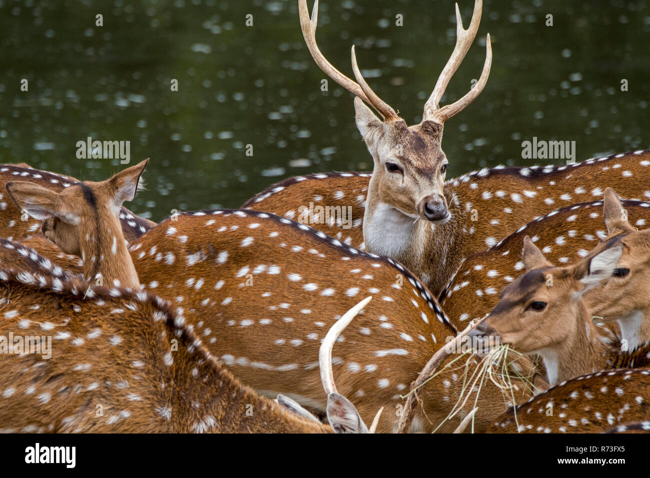 Chital / cheetal / spotted deer / Axis (Axis axis) stag avec les femelles, originaire de l'Inde Banque D'Images