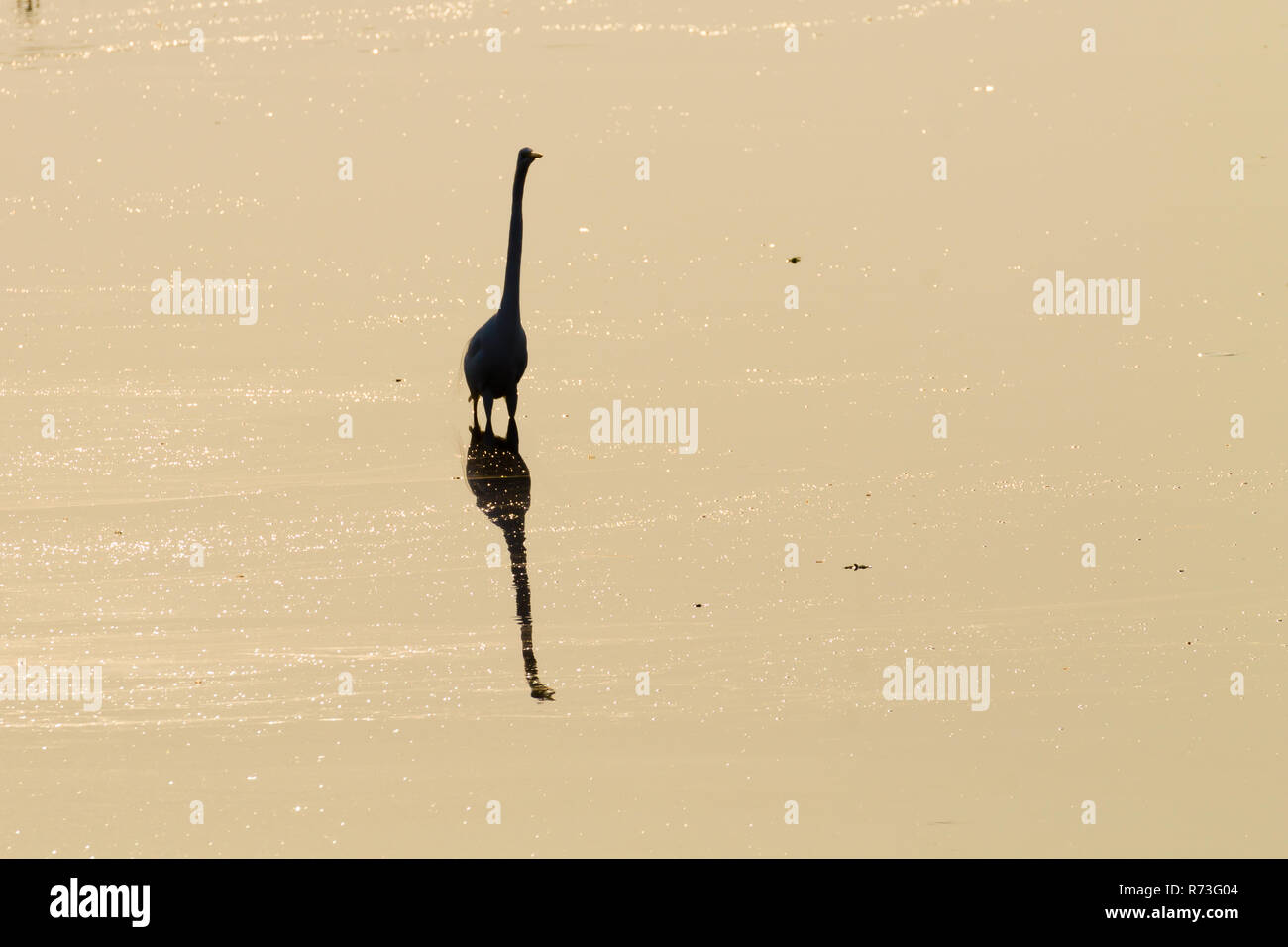 Reflète sur l'eau des oiseaux, du Pantanal au Brésil. La faune du Brésil. Silhouette d'oiseaux. Banque D'Images