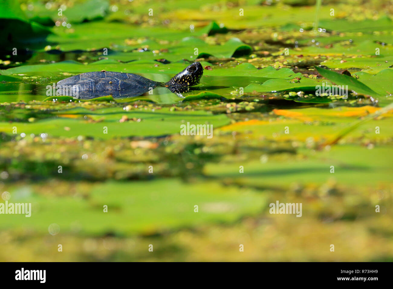 L'Allemagne, de l'étang d'eau douce (Testudinidae, Emydinae, (Emys orbicularis) Banque D'Images