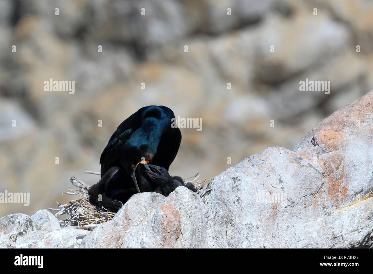 Cape Cormorant, réserve naturelle de pingouins, Stony Point, Western Cape, Afrique du Sud, Afrique (Phalacrocorax capensis) Banque D'Images