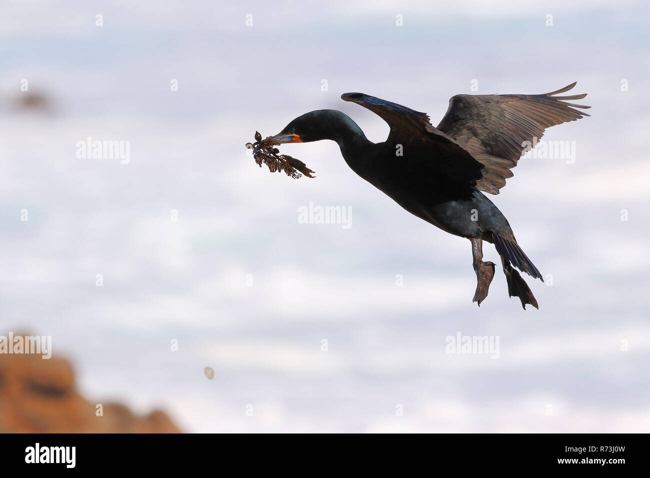 Cape Cormorant, réserve naturelle de pingouins, Stony Point, Western Cape, Afrique du Sud, Afrique (Phalacrocorax capensis) Banque D'Images