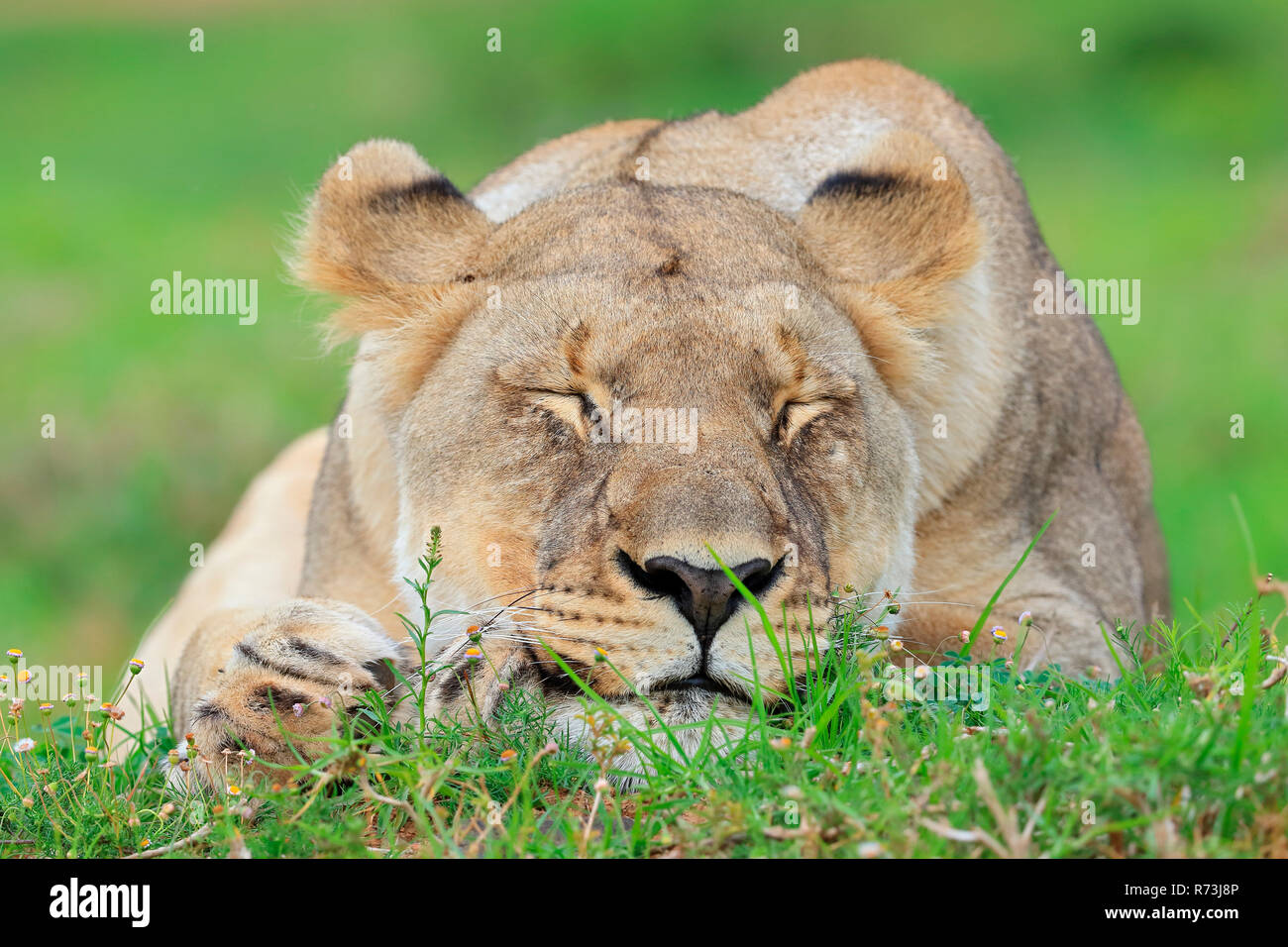L'African Lion, lionne, Kariega Game Reserve, Western Cape, Afrique du Sud, d'Afrique (Panthera leo) Banque D'Images