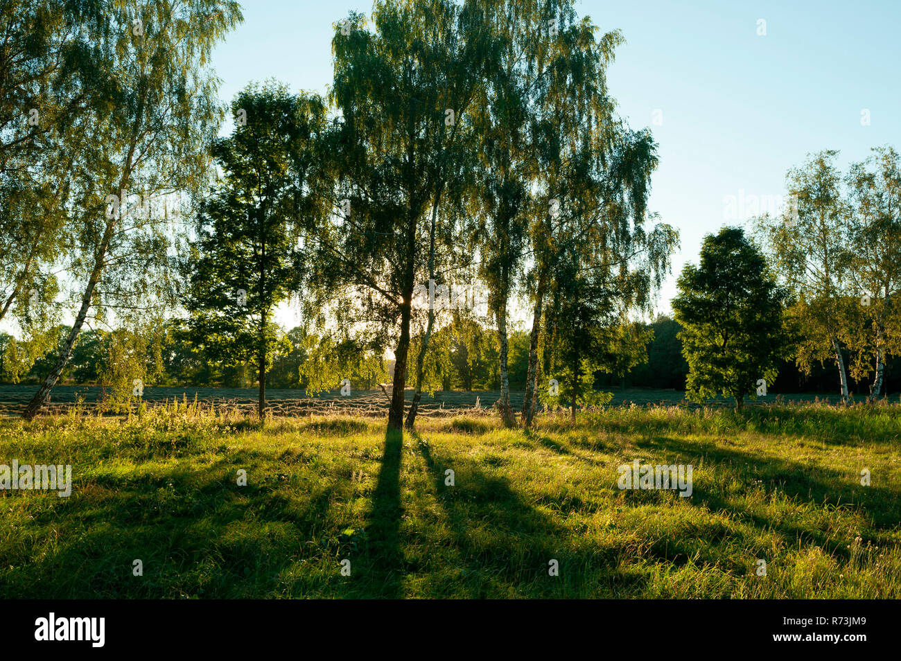 (Bouleaux, Betula pendula), parc naturel Niederlausitzer Heidelandschaft, Oybin, Brandebourg, Allemagne Banque D'Images